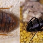 pest control service brisbane companies