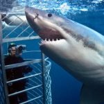 Dare to Dive? 7 Astounding Sky-Diving Locations in the World