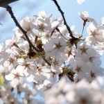 flowers of Purity” can be a wonderful way of expressing love