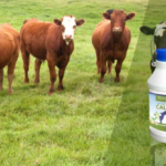 Veterinary PCD Franchise in Bihar | Trusted Veterinary Pharma Company
