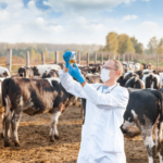Veterinary PCD Franchise in Telangana | Reliable Veterinary Medicine Manufacturing